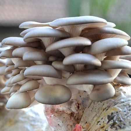 方寸之间，菌香悠长 家庭食用菌种植完全指南