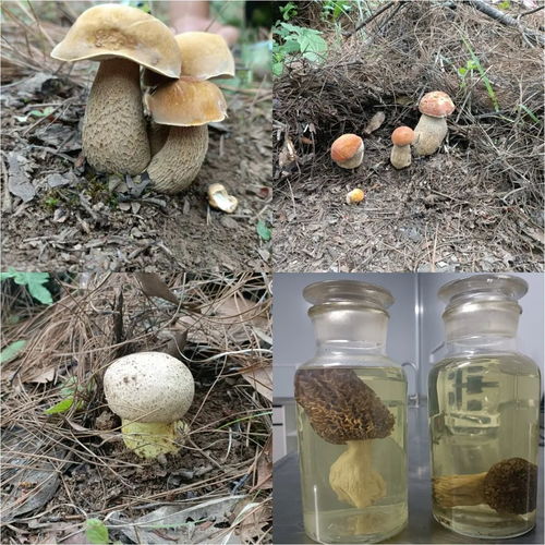 永胜县食用菌科技特派团启动野生食用菌资源调查 守护生态宝库助产业振兴