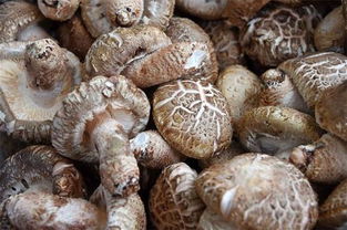 春意正浓菌菇香，精准供应护味来——春婷食用菌菇供应信息全览