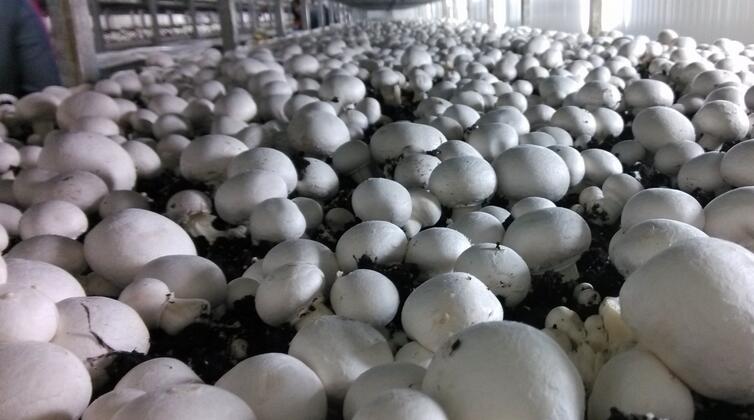 金土地上的“白金”产业 食用菌的财富密码与实践指南