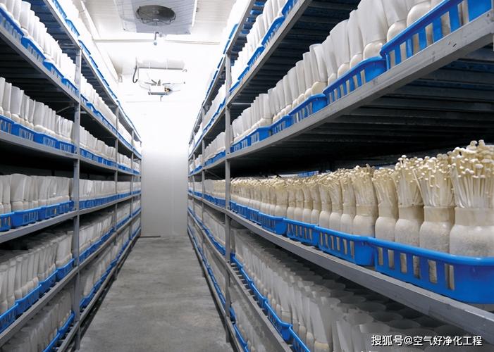 合肥食用菌工厂净化车间工程设计施工项目详解