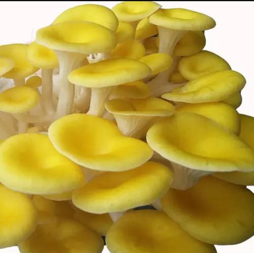 河南华升食用菌科技 全省最大食用菌科研与制种基地的崛起之路