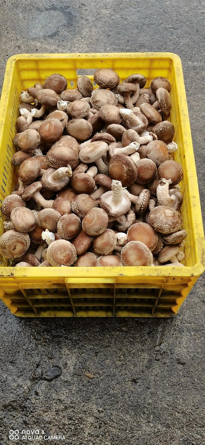 营养价值最高的十大菌菇排名 食用菌产业的健康宝藏